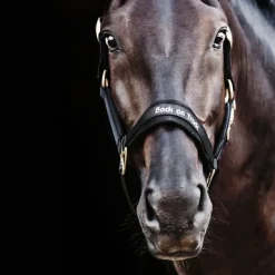 Back on Track Autres Licols^Licol Werano Noir