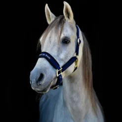 Back on Track Autres Licols^Licol Werano Bleu