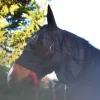 Cheval Energy - Les Equipements Masques Anti-Mouches^Cheval Energy Masque Anti-Mouches avec Oreilles