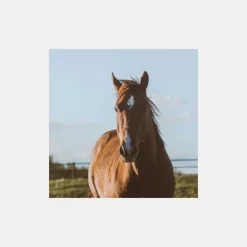 Coproscopies|Parasites, Vermifuges^Coproscopie Cheval