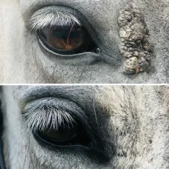 Cura Naturale Verrues, Sarcoïdes^Huile Excroissance Cutanée