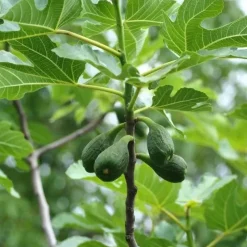 Horse Remedy Horse Remedy|Bourgeons^Macérat de Figuier