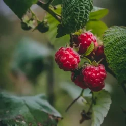Horse Remedy Horse Remedy|Bourgeons^Macérat de Framboisier