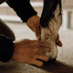 Nellumbo Dermite Estivale, Repousse Du Poil|Gale De Boue^Baume Protecteur & Hydratant