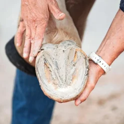 Ravene Fourchettes Pourries^Pediplaste